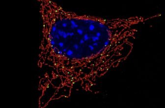 Why the Batteries in Your Physique’s Cells Solely Come From Mother and Why It Issues